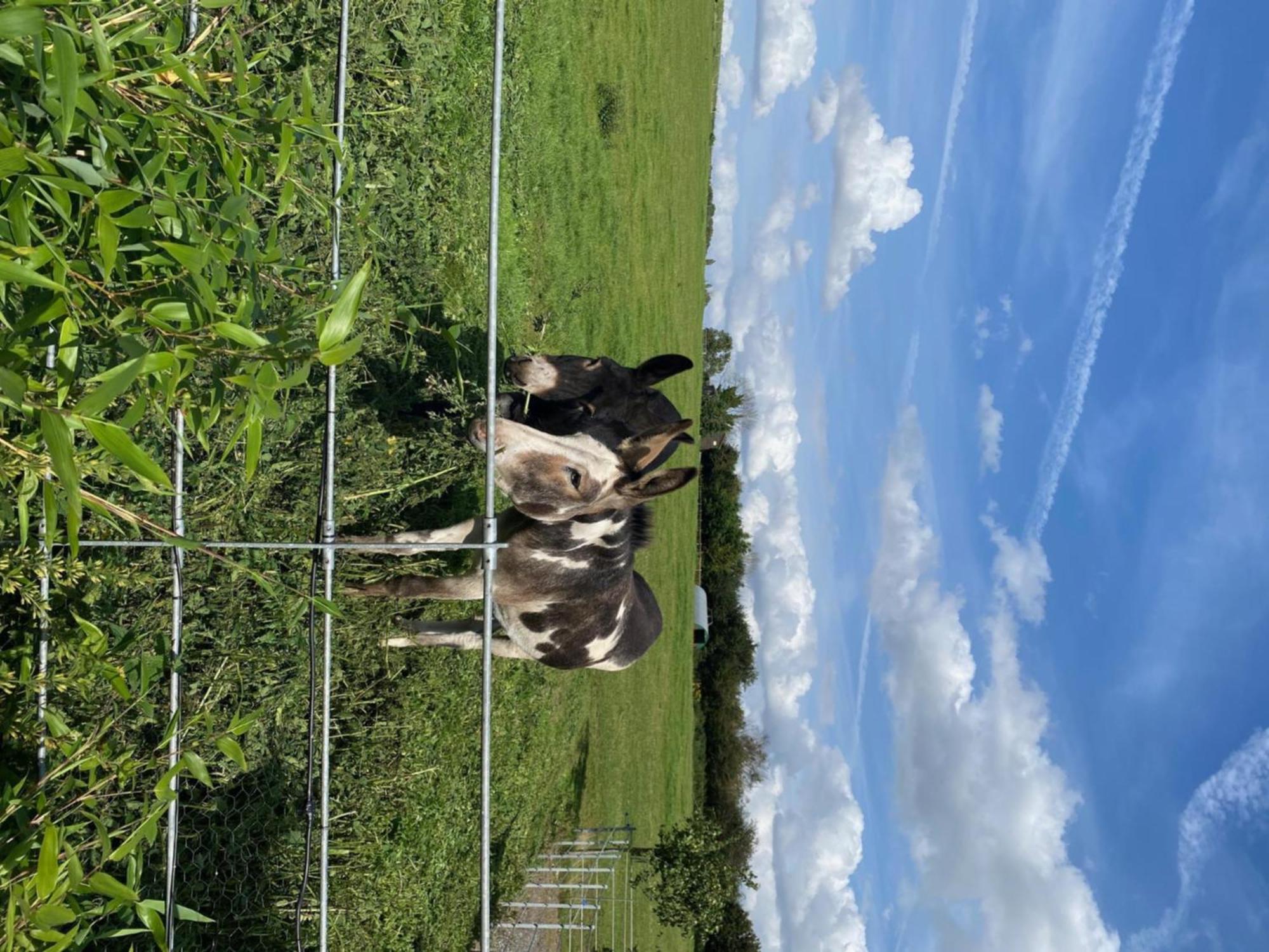 Fairview Farm Holiday Accommodation 14 Luxury Lodges, Cabins, Dog Friendly, Suitable For Couples, Families And Groups, Wedding Guests , Corporate Events, Sleeps 2-65 Guests In Ravenshead, Nottingham Near Sherwood Forest, Set In 88 Acres エクステリア 写真
